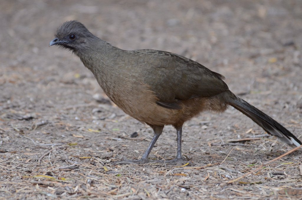 Chachalaca, Plain, 2013-01012139 Bentsen Rio Grande State Park, TX.JPG - Plain Chachalaca. Bentsen Rio Grande StatePark, TX, 2013-01-01